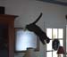 6 wide cat jumpc